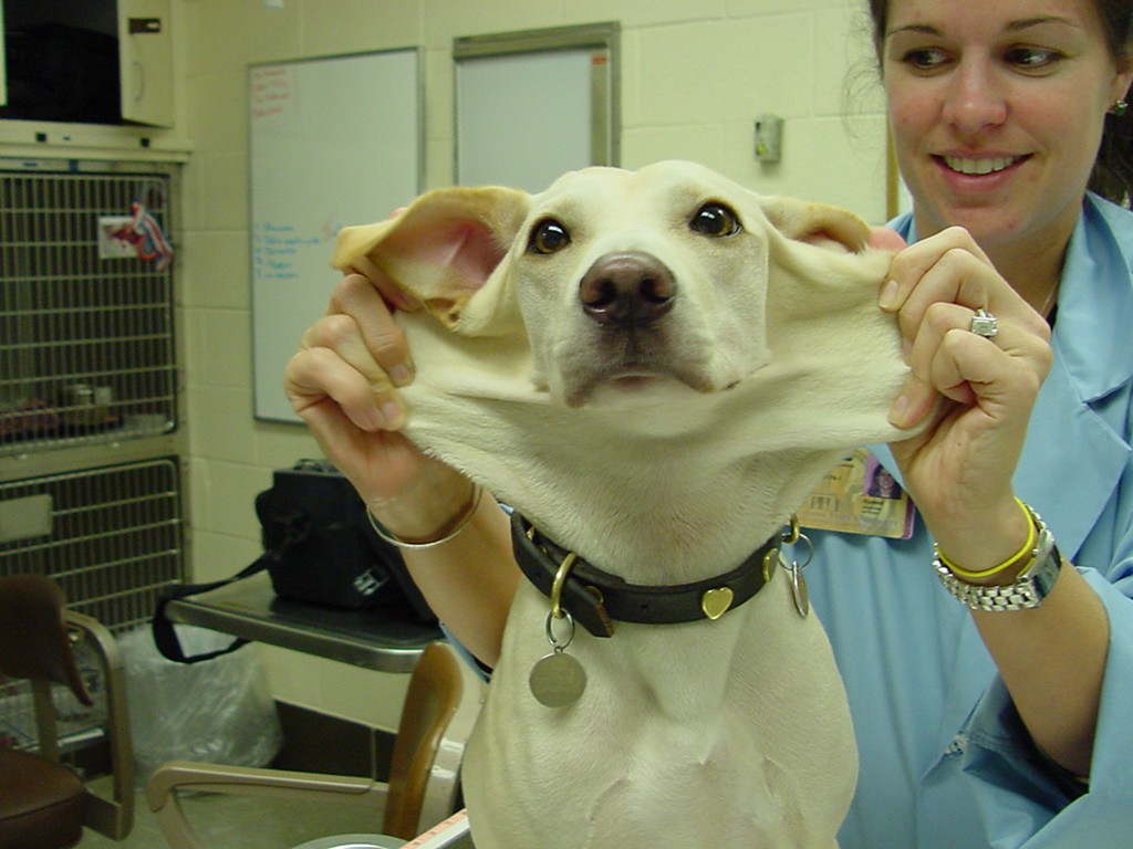 Ehlers-Danlos syndrome in mixed breed puppy
