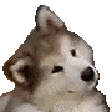 :confused-doggo:
