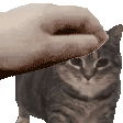 :patpat_cat: