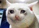 :crying_cat: